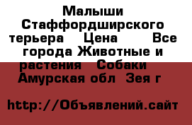 Малыши Стаффордширского терьера  › Цена ­ 1 - Все города Животные и растения » Собаки   . Амурская обл.,Зея г.